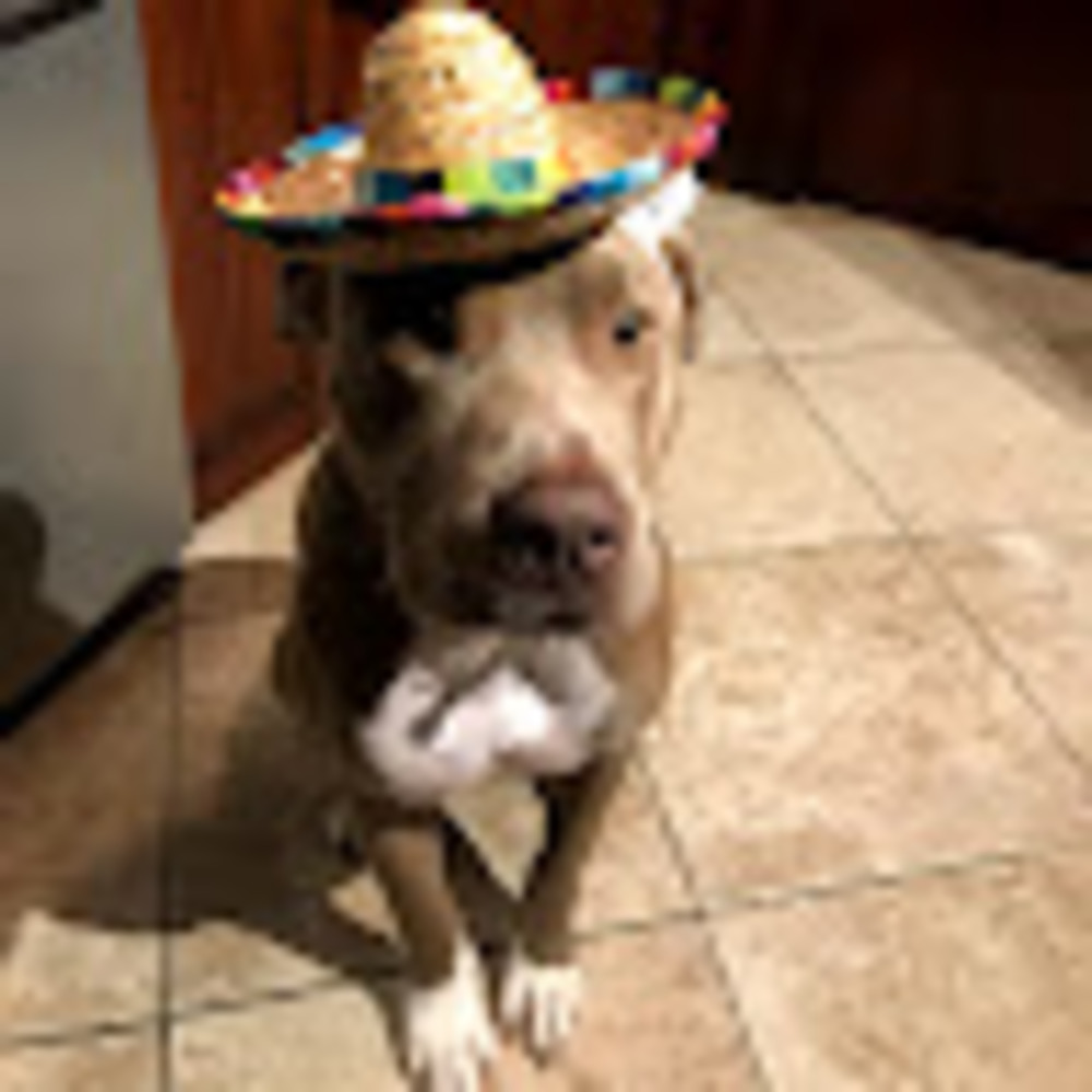 Meet your Posher, Ali